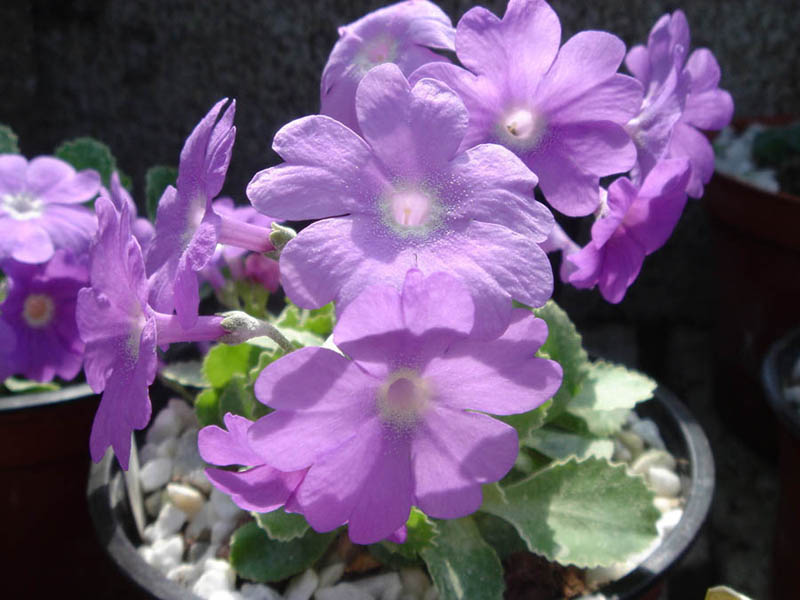 Primula marginata 'Napoleon' photo